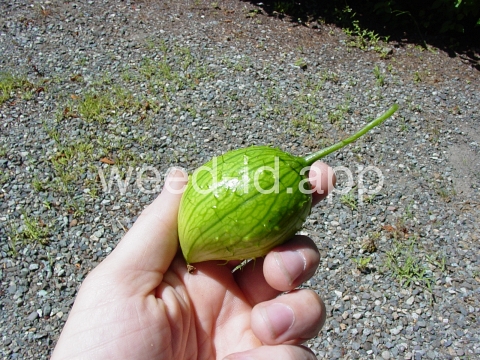 wild cucumber, western